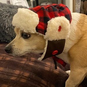 Winter dog hat